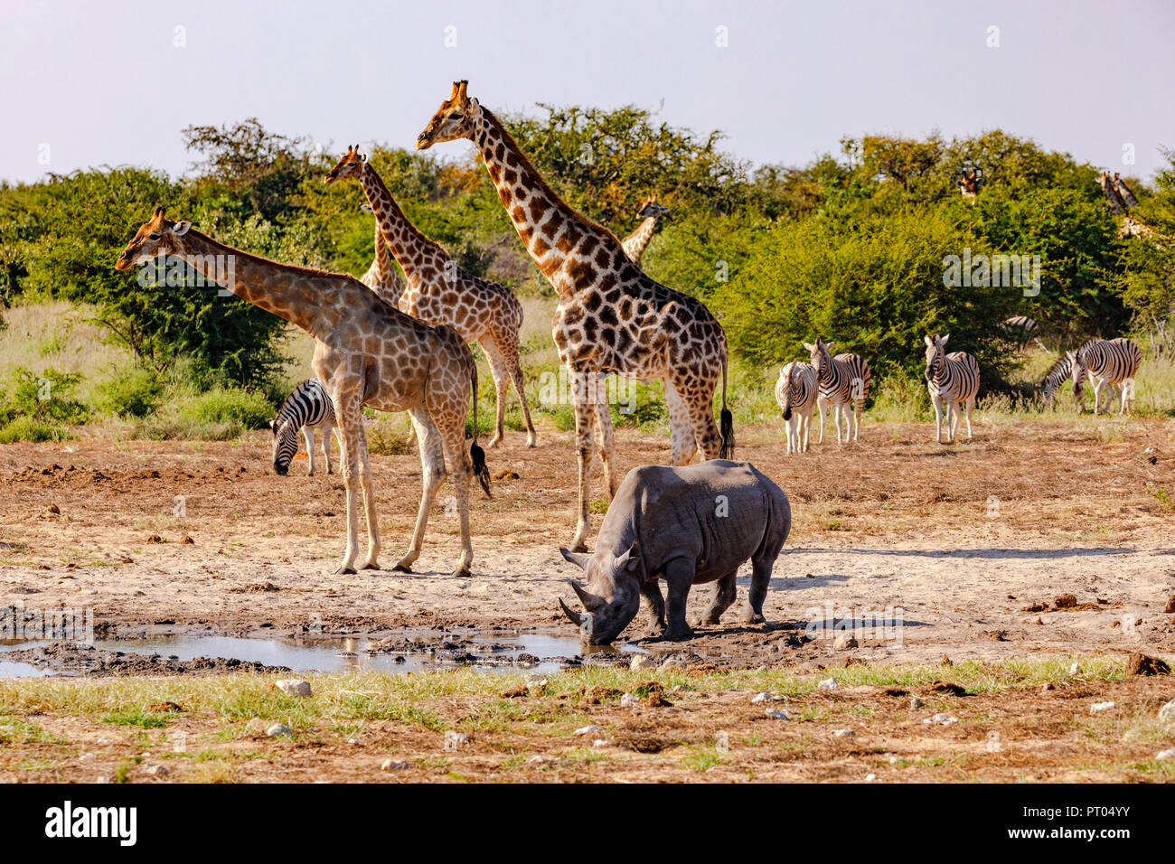 Das Paradies in Afrika - Giraffen, zebre und ein Nashorn un einer Wasserstelle im Etosha Nationalpark in Namibia Foto Stock