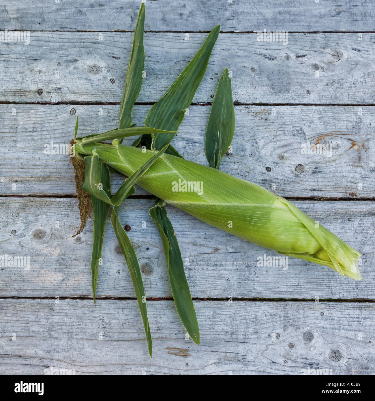 Non aperti di tutoli di mais su una vecchia scheda Sfondo. Foto Stock