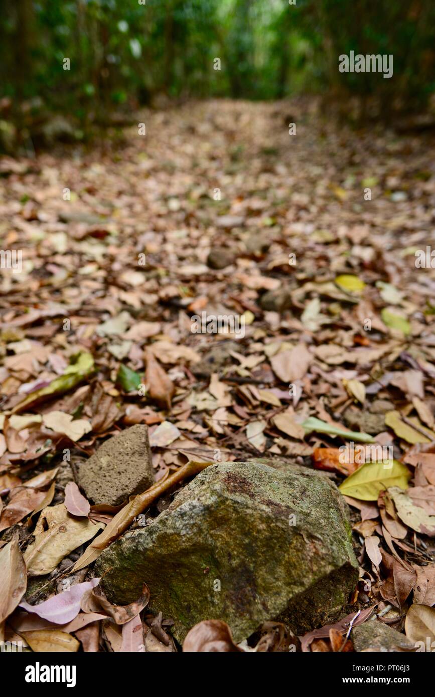 Una pista a piedi attraverso il bush australiano, Dalrymple gap, QLD, Australia Foto Stock