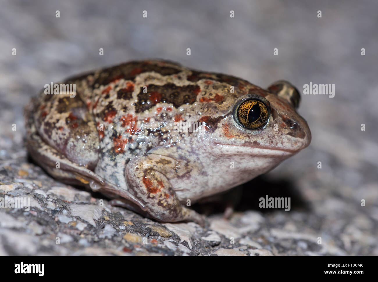 Adulto Common Spadefoot Toad (Pelobates fuscus) a notte in Ungheria Foto Stock