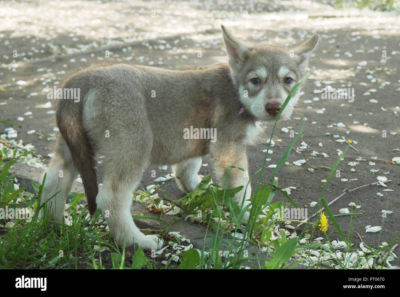 Bella divertente cuccioli di Saarloos wolfhound in posizione di parcheggio Foto Stock