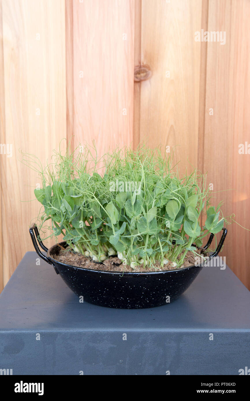 Piccolo spazio cucina giardino con piselli organici germogli coltivati come insalata micro verdi in vecchio recipiente di cottura repurposed contenitore Inghilterra UK Foto Stock