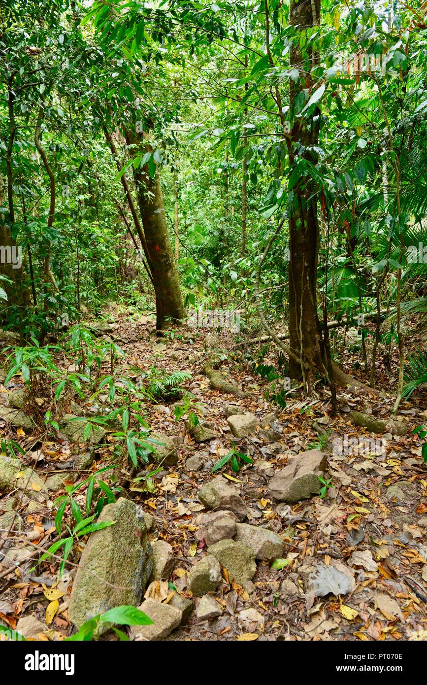 Una pista a piedi attraverso il bush australiano, Dalrymple gap, QLD, Australia Foto Stock