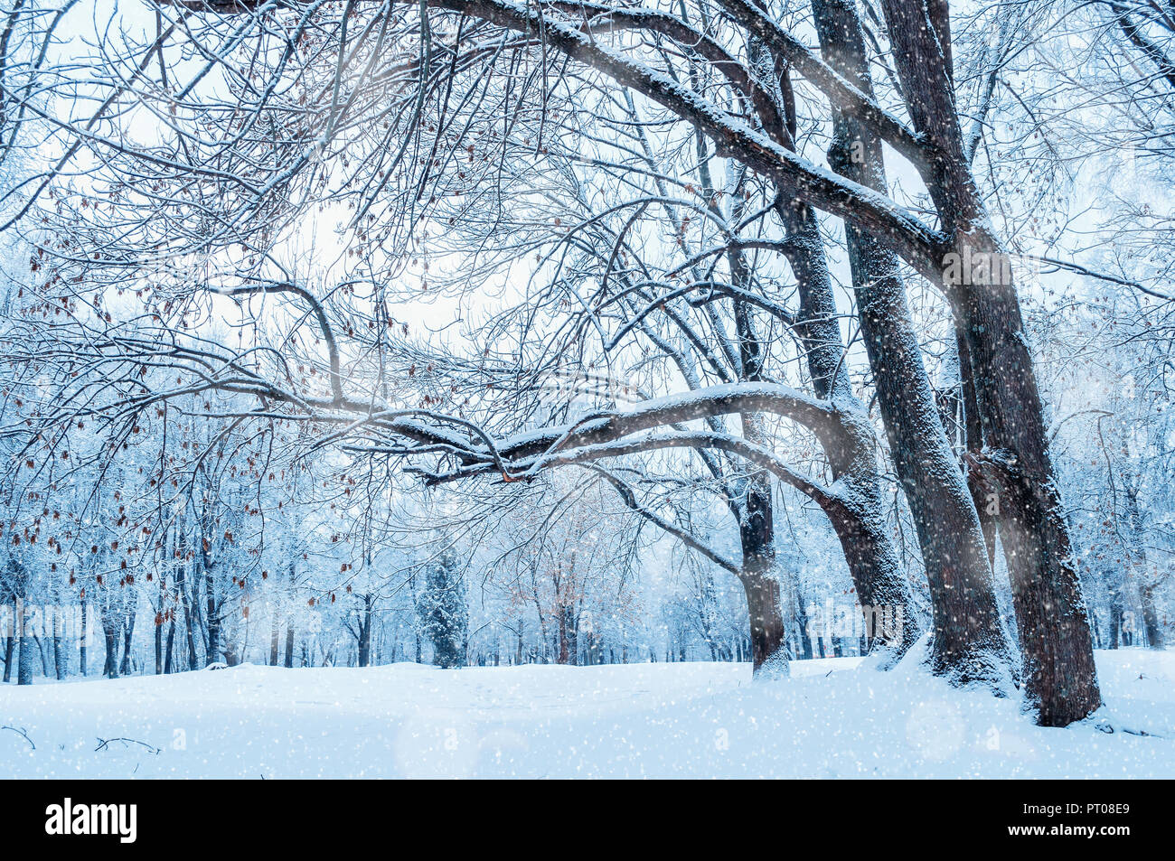 Paesaggio invernale con la caduta di neve - wonderland foresta con neve e sole durante l'inverno Grove. Snowy scena invernale Foto Stock