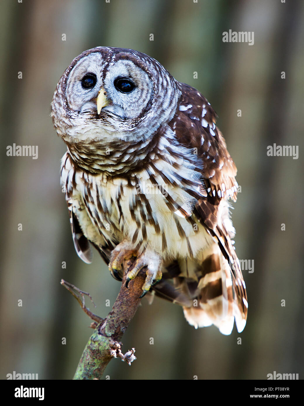 Owl godendo le sue circostanti su un ramo. Foto Stock