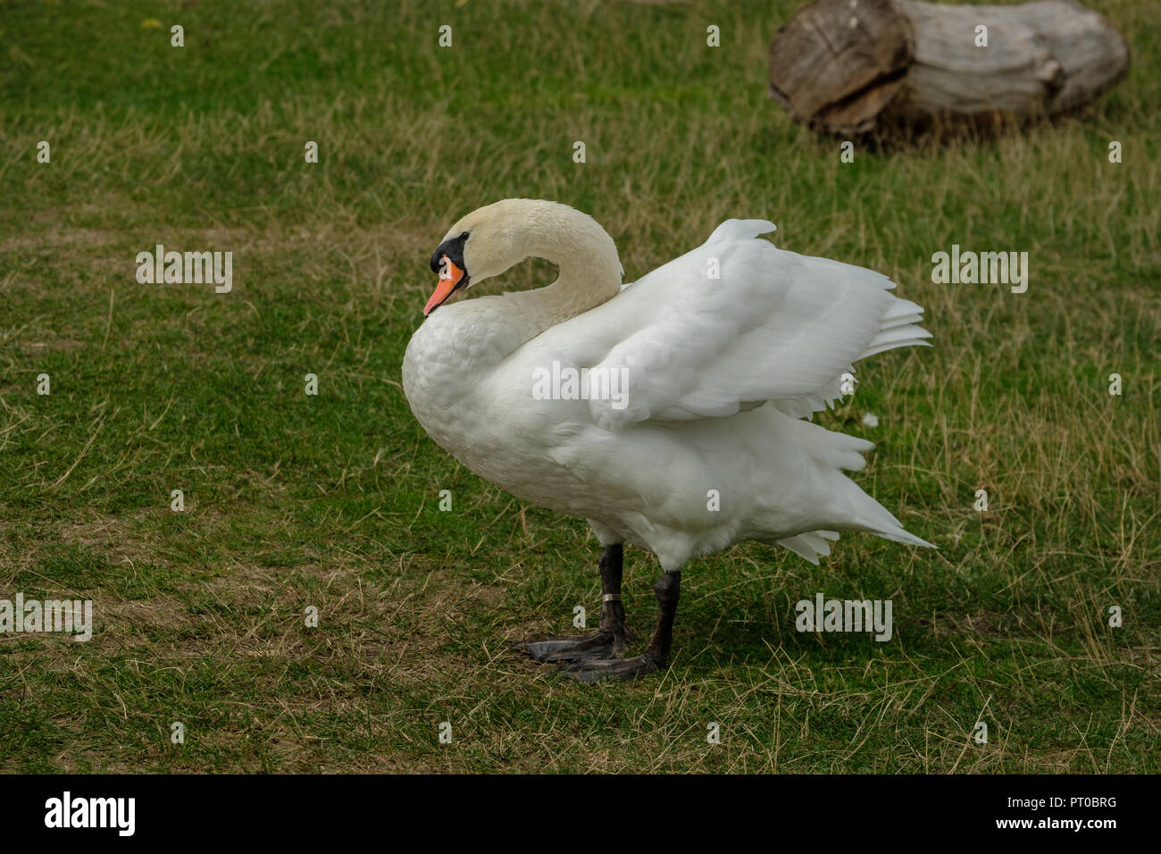 Cigno Cygnus olor Foto Stock