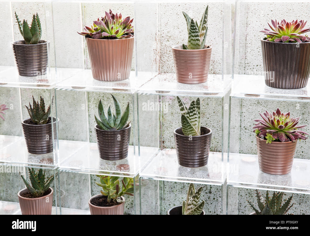 Scatole di Perspex che espongono una collezione di piante succulente crescente in ceramica vasi per piante, Sempervivum, Aloe 'Paradisicum', a casa, crescere, mangiare e rilassarsi, RHS Ma Foto Stock