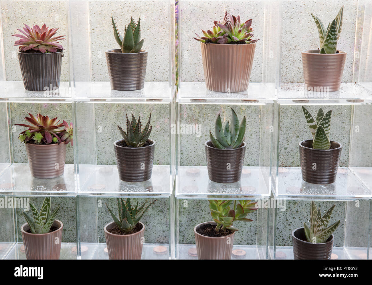 Scatole di Perspex che espongono una collezione di piante succulente crescente in ceramica vasi per piante, Sempervivum, Aloe 'Paradisicum', a casa, crescere, mangiare e rilassarsi, RHS Ma Foto Stock