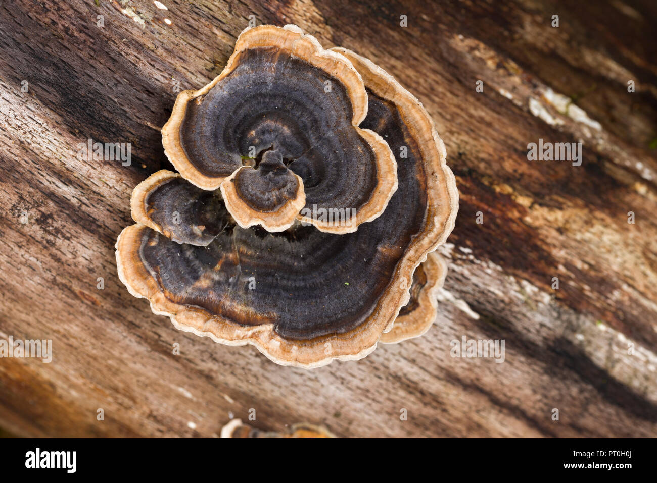 La Turchia di coda (Trametes versicolor) ripiano funghi che crescono su un marciume ramo dell'albero. Beacon Hill legno, Somerset, Inghilterra. Foto Stock