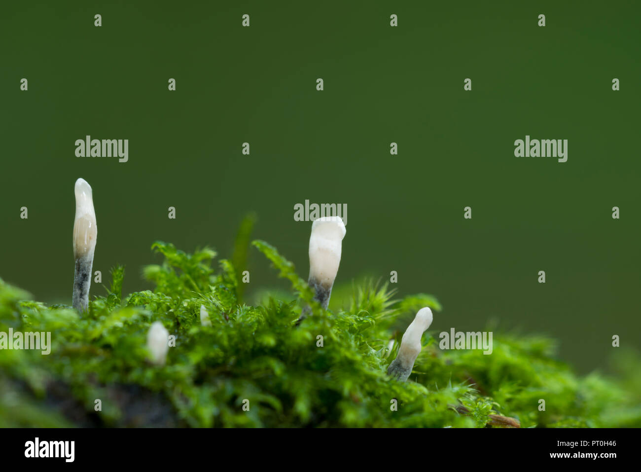 Fungo Candlesnuff (Xylaria hypoxylon). Noto anche come carbonio palchi o cervi Horn fungo. Legno Stockhill, Somerset, Inghilterra. Foto Stock