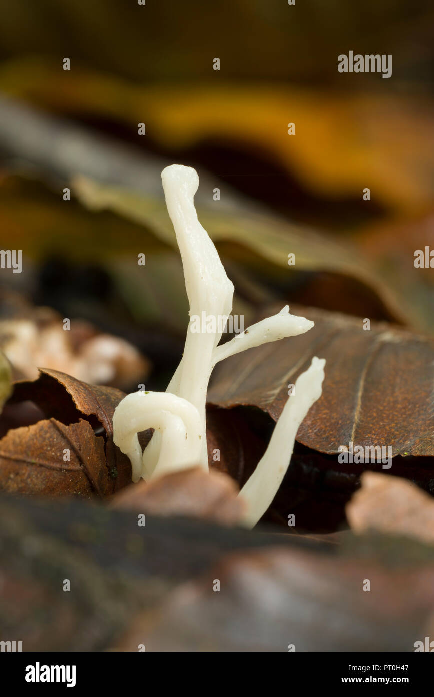 Club rugoso Fungo (Clavulina rugosa) nella figliata di foglia di legno Stockhill, Somerset, Inghilterra. Noto anche come stropicciata Coral fungo. Foto Stock