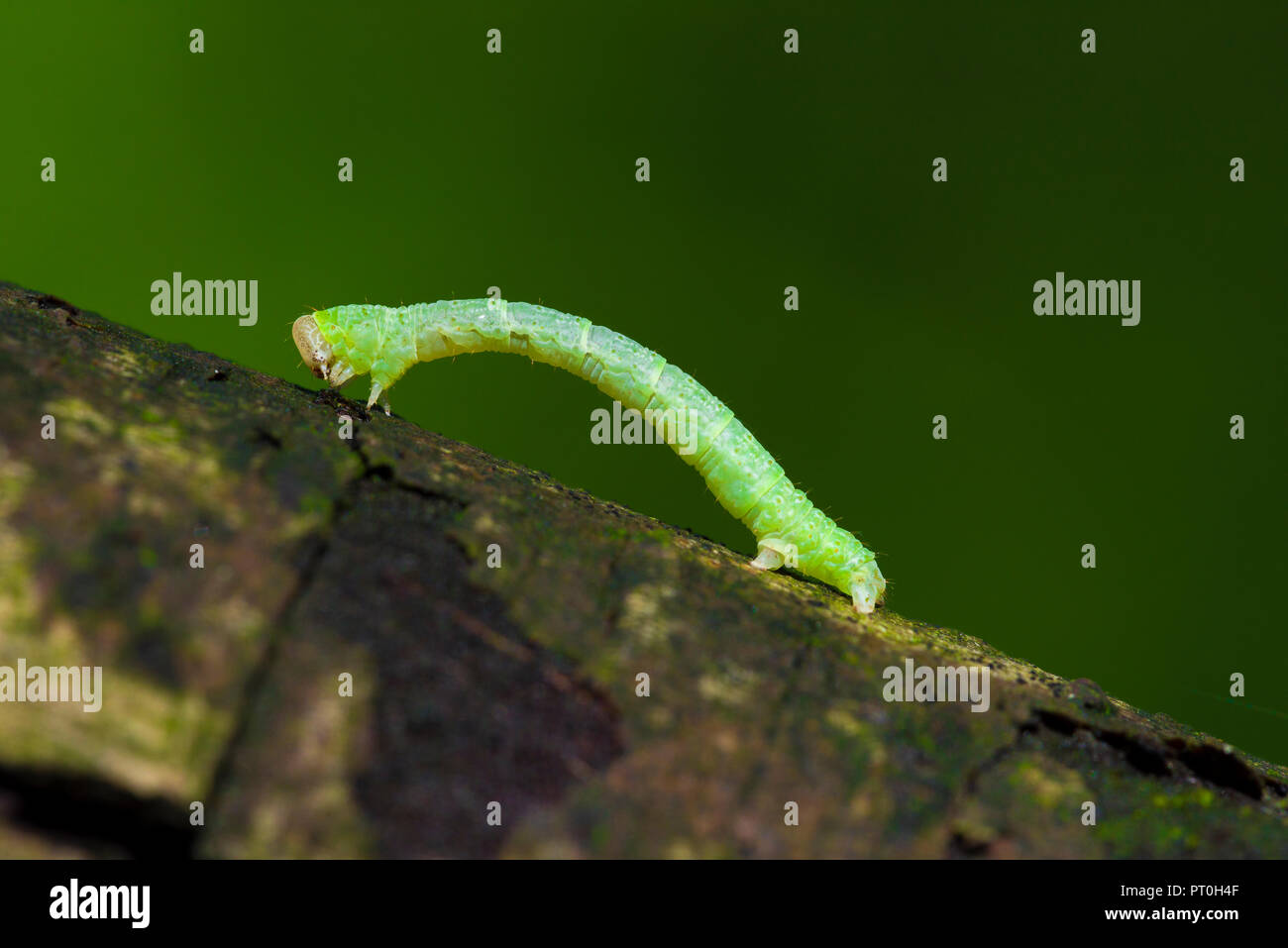 Un verde Geometridae caterpillar (o inchworm) su un ramo in legno Stockhill, Somerset, Inghilterra. Foto Stock