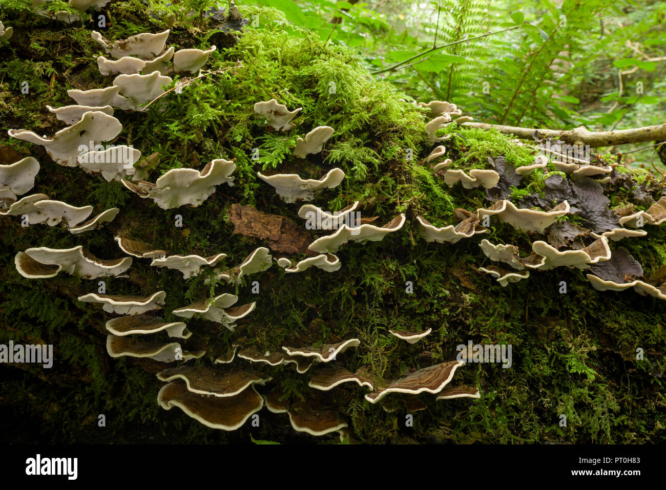 La Turchia di coda (Trametes versicolor) ripiano fungo. Goblin Combe, North Somerset, Inghilterra. Foto Stock