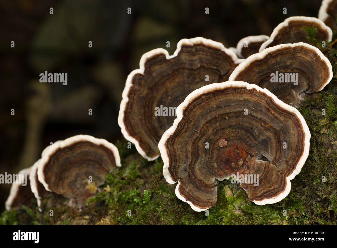 La Turchia di coda (Trametes versicolor) ripiano fungo. Goblin Combe, North Somerset, Inghilterra. Foto Stock