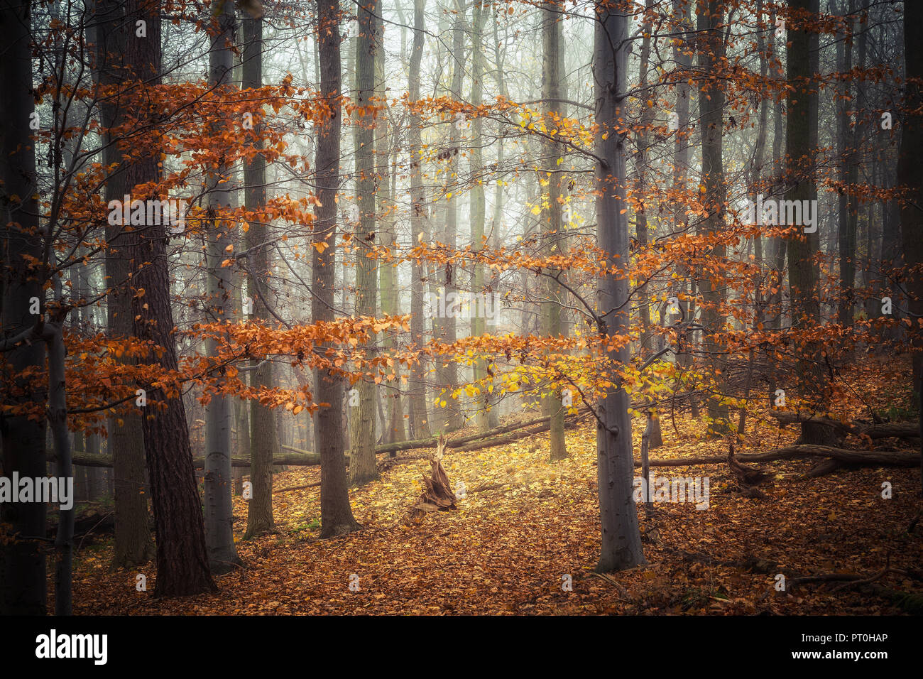 Il bosco di faggio nel fogliame in autunno Foto Stock