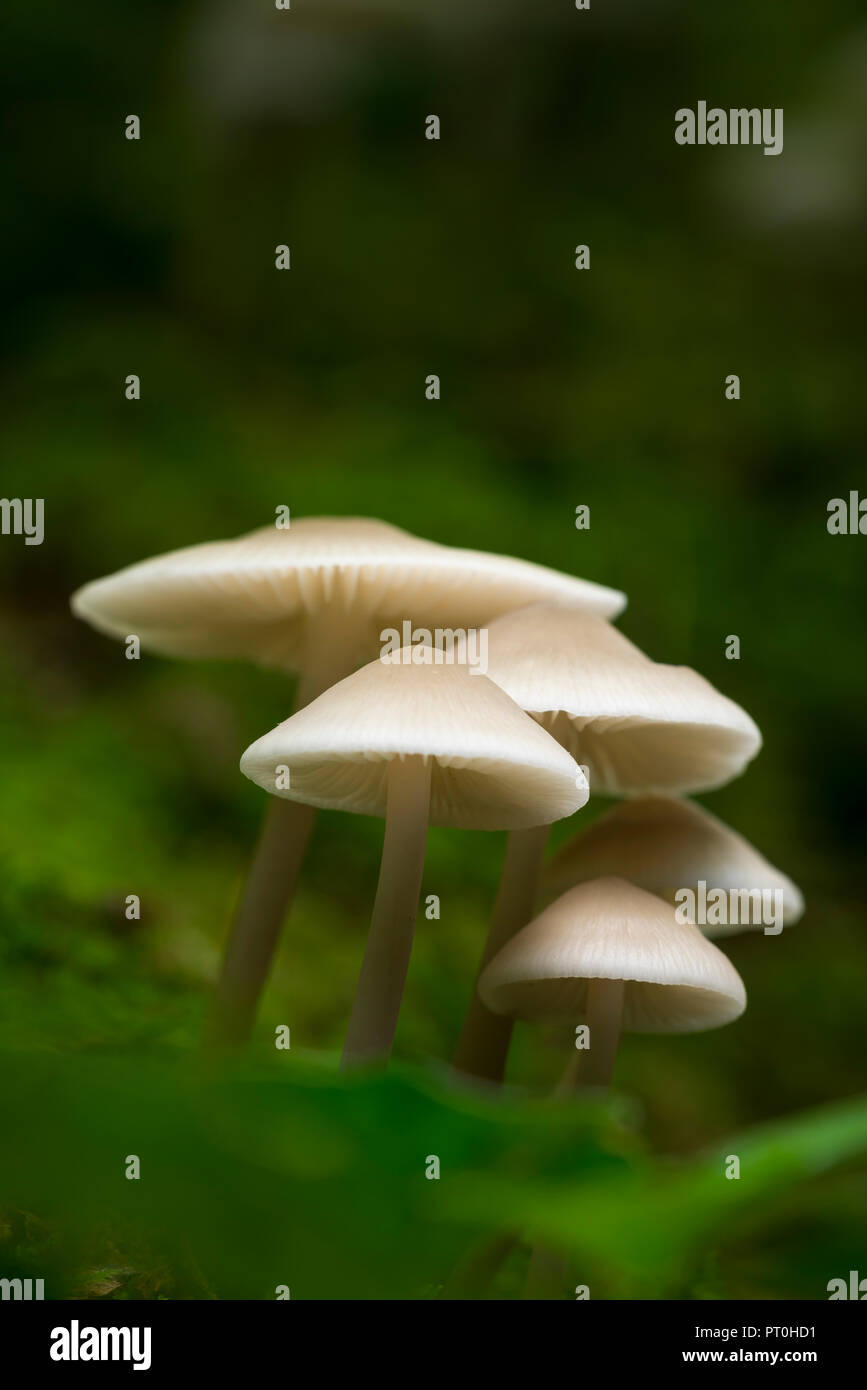 Una truppa di comune cofano (Mycena galericulata) funghi su un log. Goblin Combe, North Somerset, Inghilterra. Foto Stock