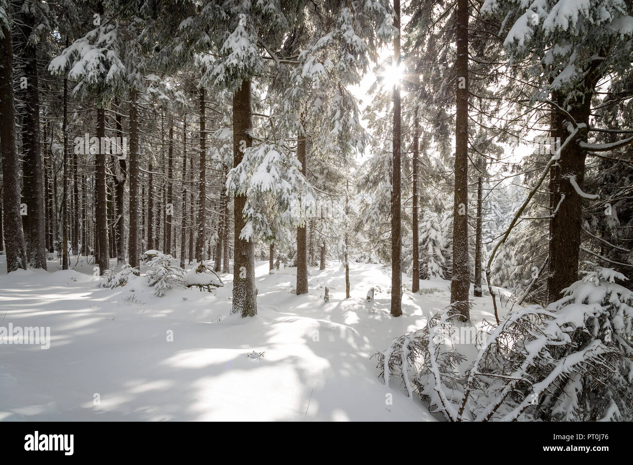 Raggi di sole caldo nella foresta di inverno Foto Stock