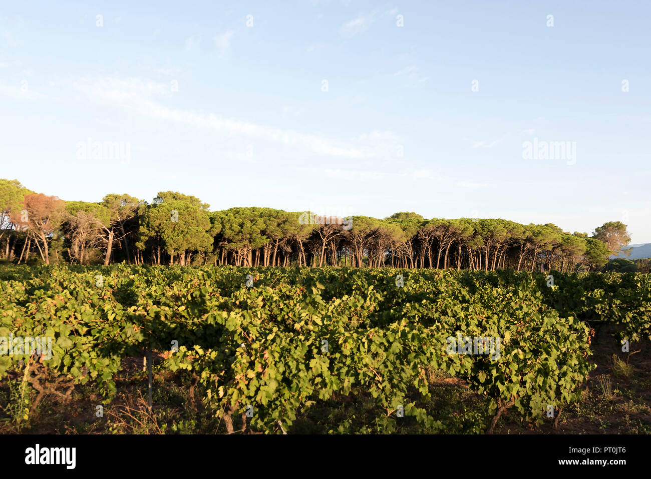 Vigneto all'alba, Puget sur Argens Provence, Francia. Foto Stock