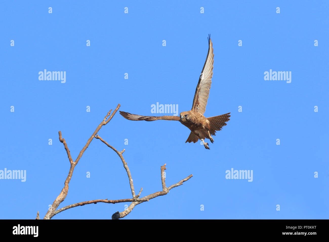 Brown Falcon in volo nel lontano Nord Queensland Australia Foto Stock