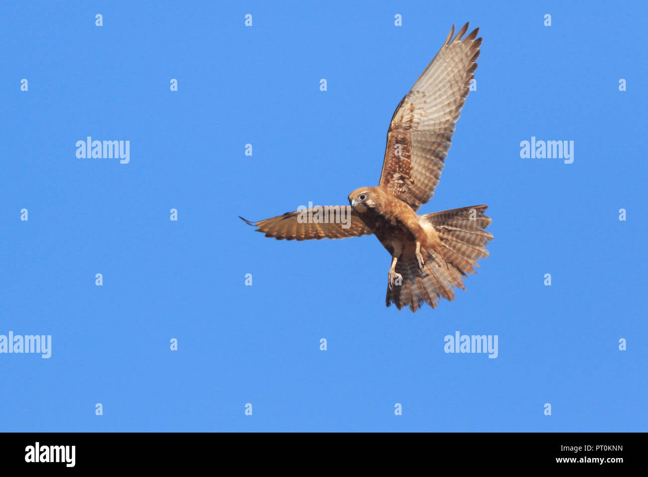 Brown Falcon in volo nel lontano Nord Queensland Australia Foto Stock