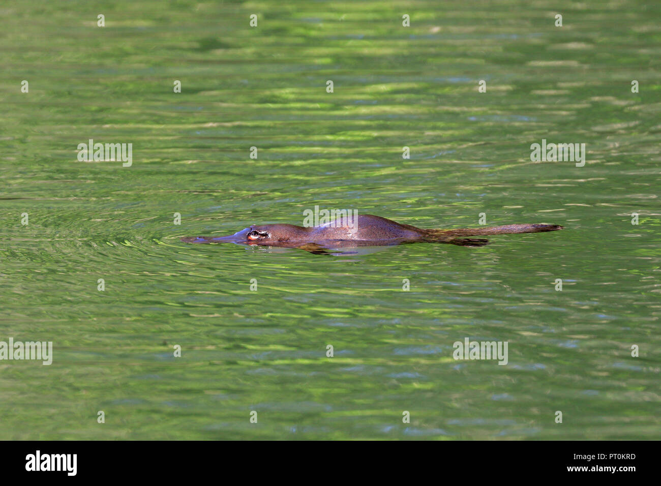 Duck-fatturati ornitorinchi nel lontano Nord Queensland Australia Foto Stock