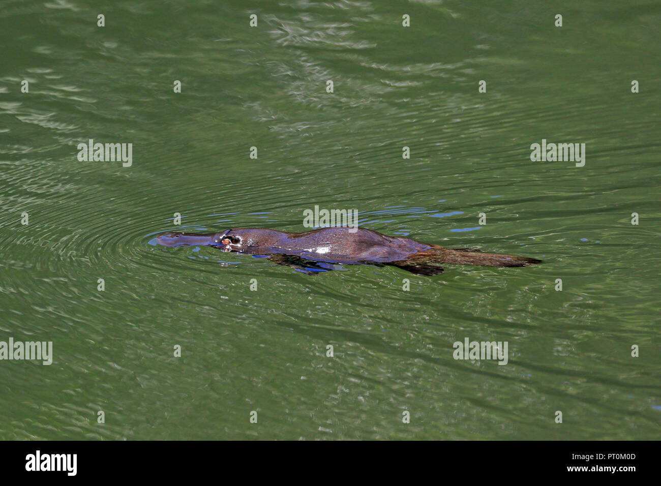 Duck-fatturati ornitorinchi nel lontano Nord Queensland Australia Foto Stock