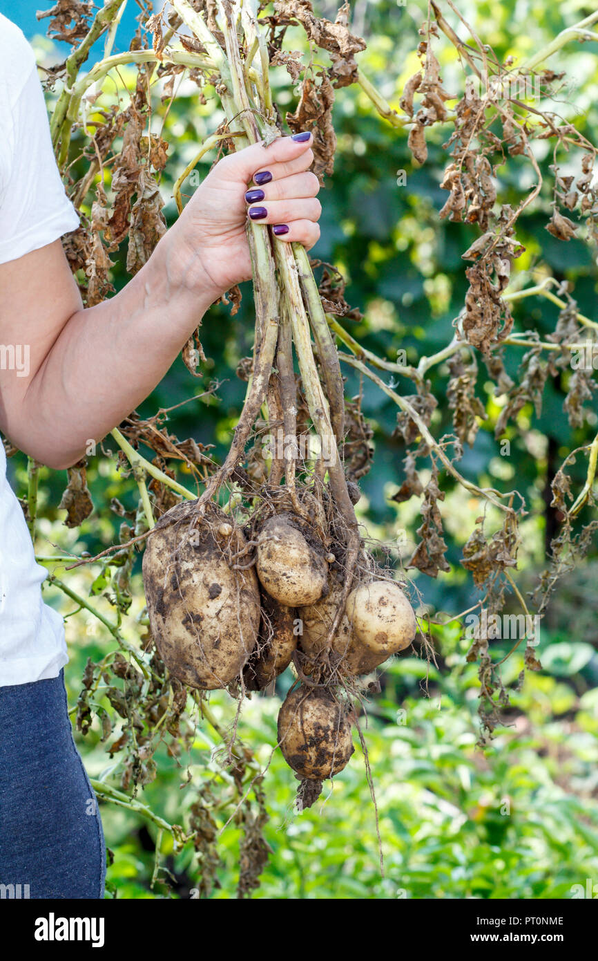 La donna tiene appena raccolte di piante di patata con russet tuberi maturi sul gambo essiccato Foto Stock