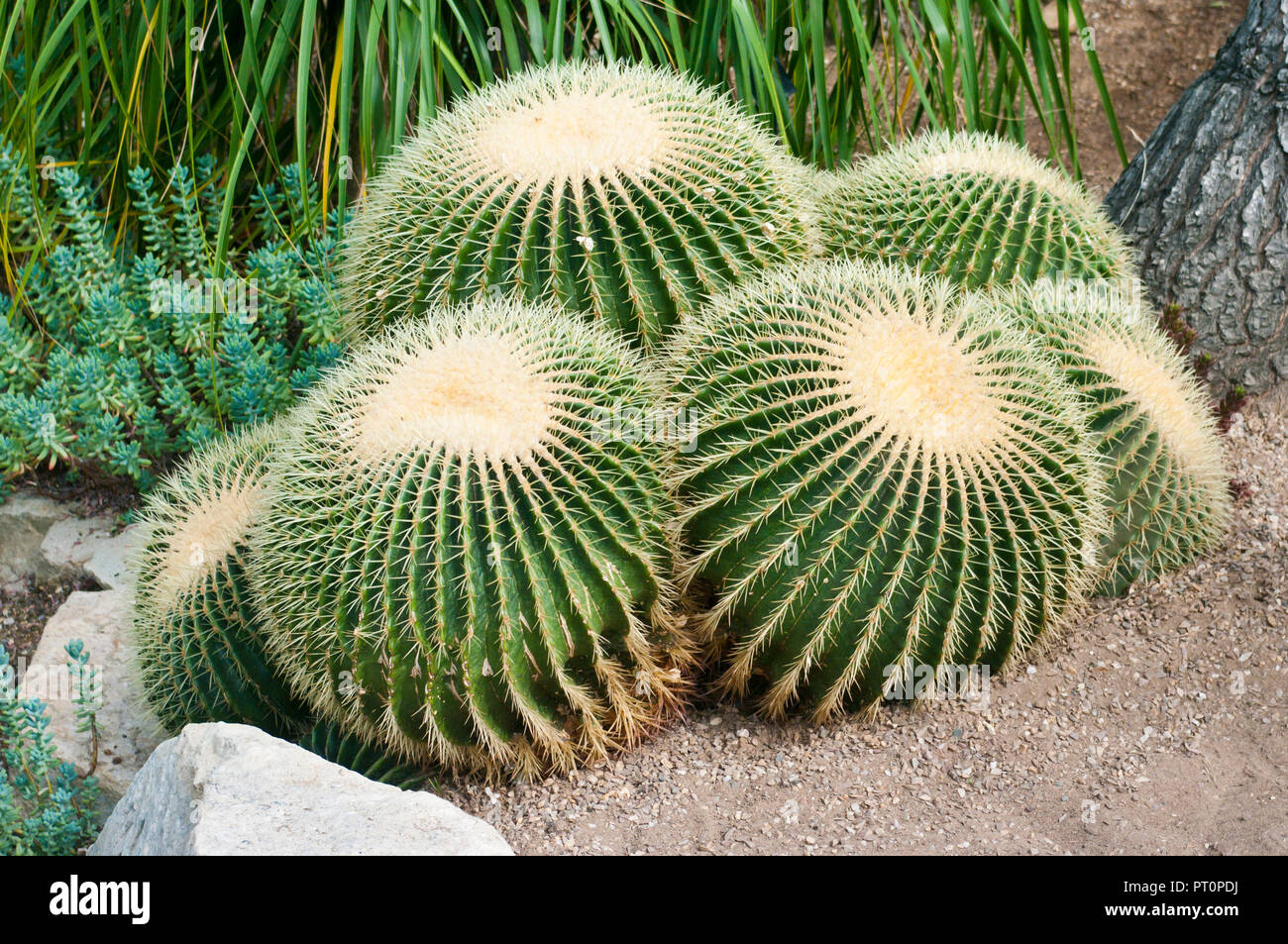 Echinocactus grusonii popolarmente noto come il golden barrel cactus, palla dorata o la madre-in-legge il cuscino Foto Stock