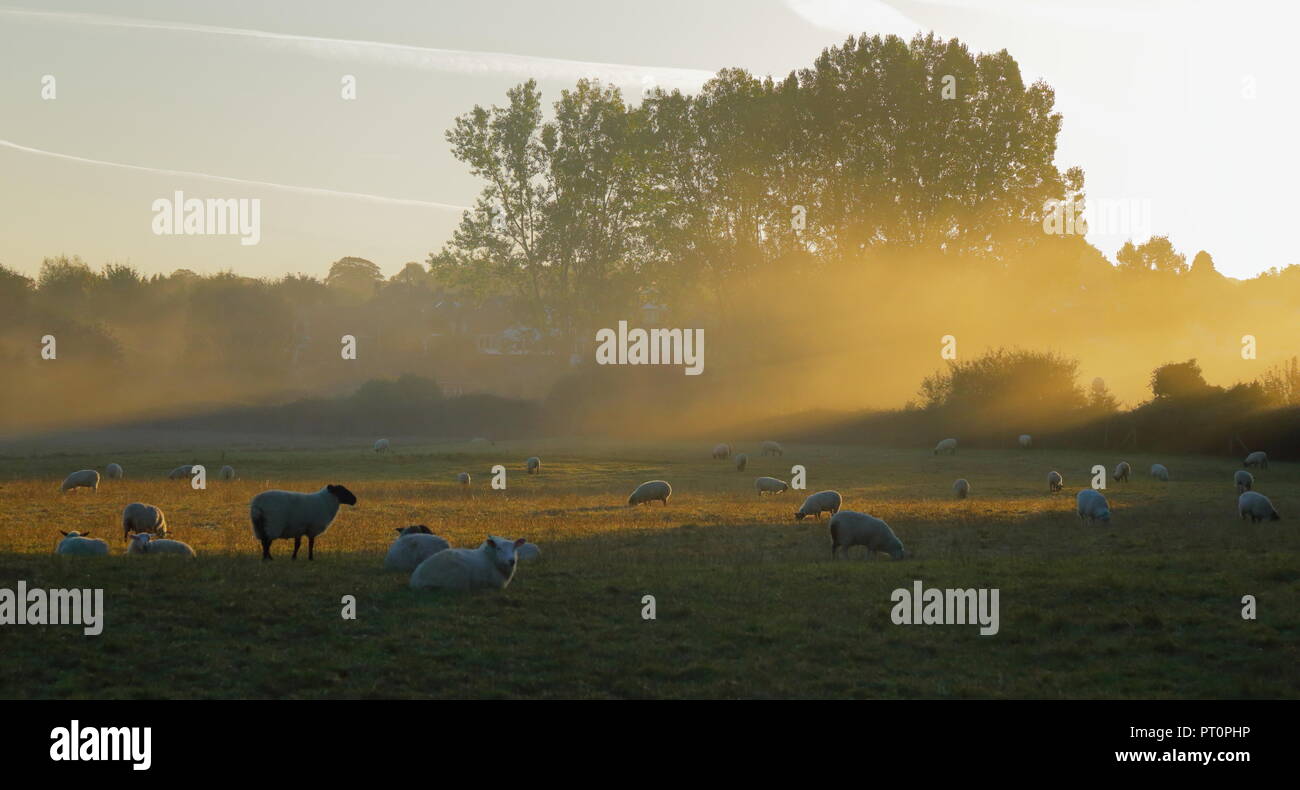 Gregge di pecore al pascolo su la foschia mattutina nella valle di Ax, Devon Foto Stock