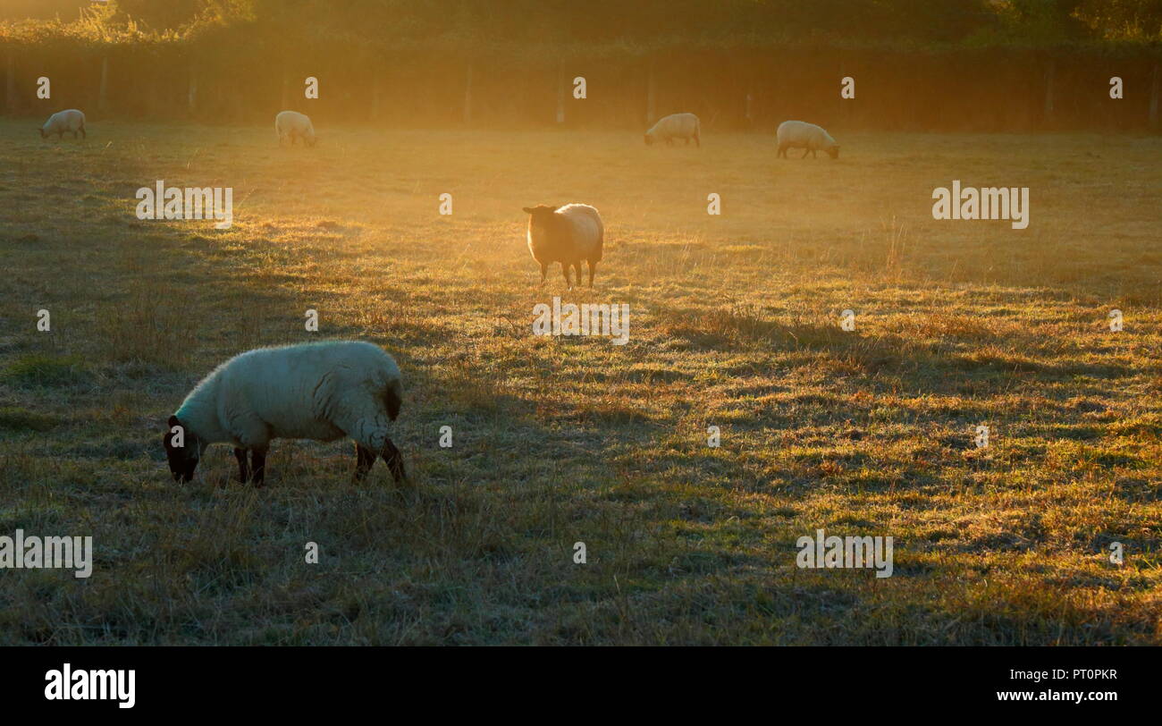 Gregge di pecore al pascolo su la foschia mattutina nella valle di Ax, Devon Foto Stock