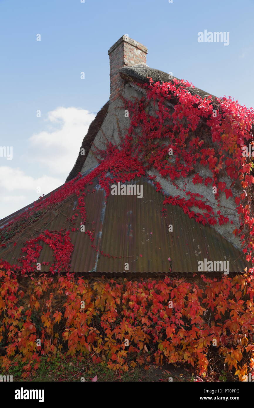 Cottage con il tetto di paglia coperto con Boston ivy in autunno Foto Stock