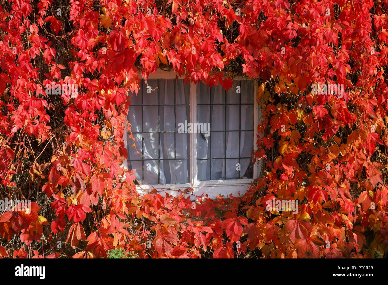 Cottage con il tetto di paglia coperto con Boston ivy in autunno Foto Stock