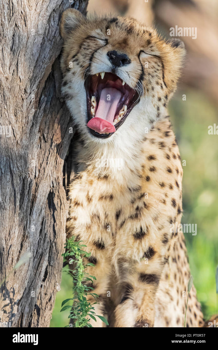 Il Botswana, Kgalagadi Parco transfrontaliero, ghepardo, Acinonyx jubatus, sbadigli Foto Stock