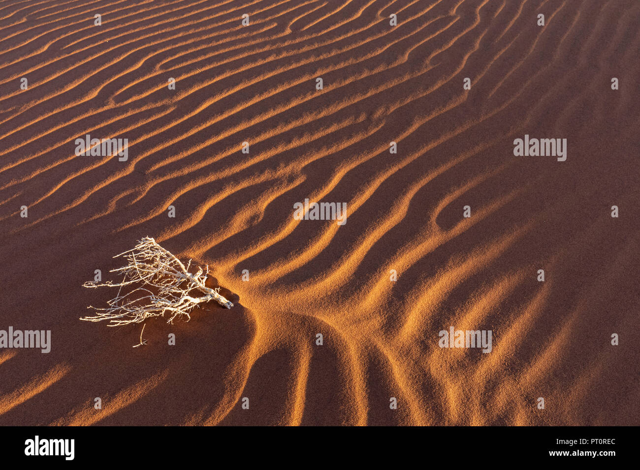 In Africa, la Namibia, il deserto del Namib Naukluft, Parco Nazionale, morto bush sulla duna di sabbia Foto Stock