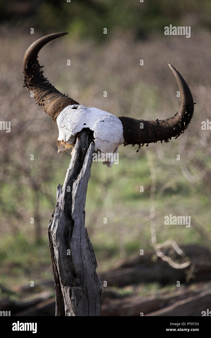 Il Masai Mara riserva nazionale, Kenya, Africa: Naboisho Conservancy Foto Stock