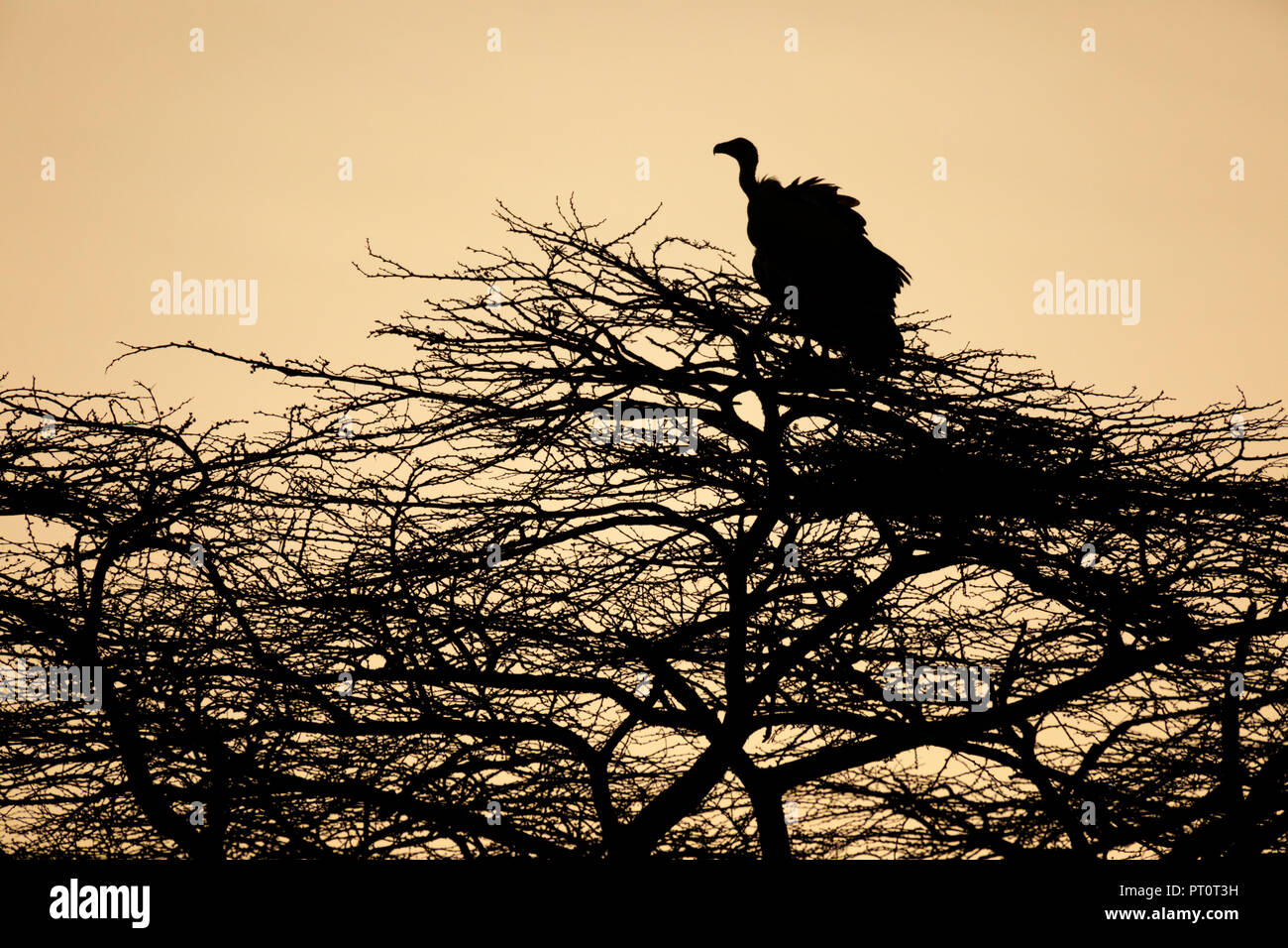 Il Masai Mara riserva nazionale, Kenya, Africa: Vulture stagliano sulla acacia al tramonto Foto Stock