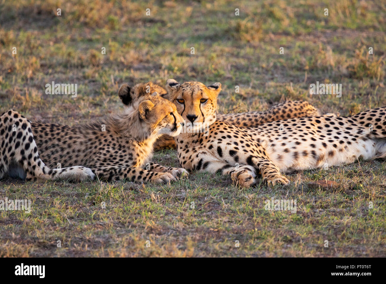 Il Masai Mara riserva nazionale, Kenya, Africa: Cheetah e lupetti sdraiato sulla savana nella luce del sole serale al Naboisho Cons Foto Stock