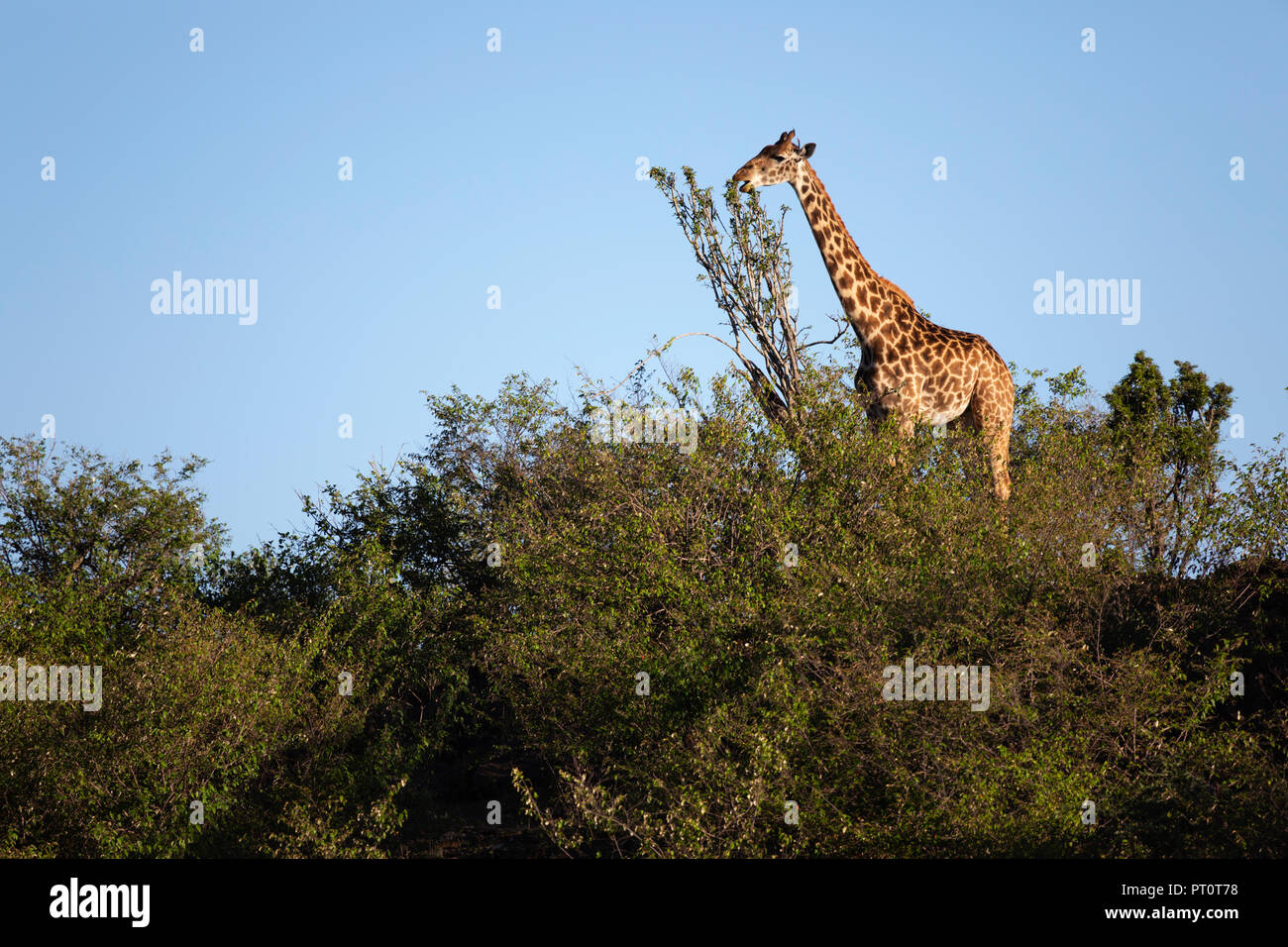 Il Masai Mara riserva nazionale, Kenya, Africa: Giraffe mangiare verde nel Naboisho Conservancy Foto Stock