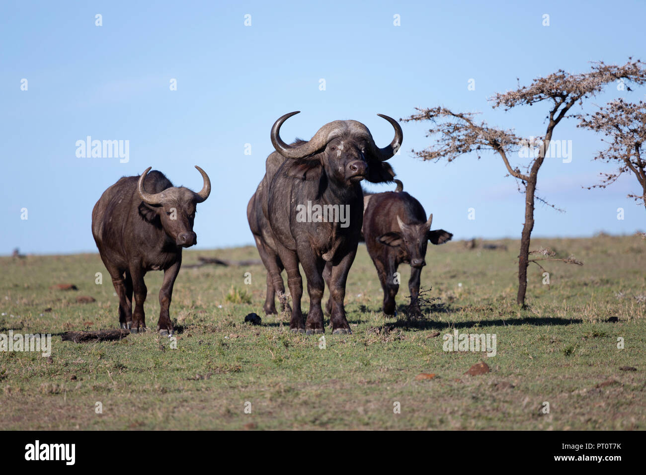 Il Masai Mara riserva nazionale, Kenya, Africa: Africa Cape bufale e vitello nella Naboisho Conservancy Foto Stock
