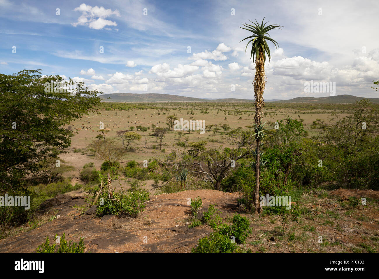Il Masai Mara riserva nazionale, Kenya, Africa: vista sulla savana di Naboisho Conservancy nel pomeriggio di sole Foto Stock