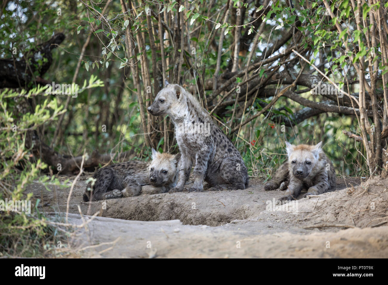Il Masai Mara riserva nazionale, Kenya, Africa: Pezzata iena cubs in appoggio sotto l'ombra accanto a loro den al Naboisho Conserv Foto Stock