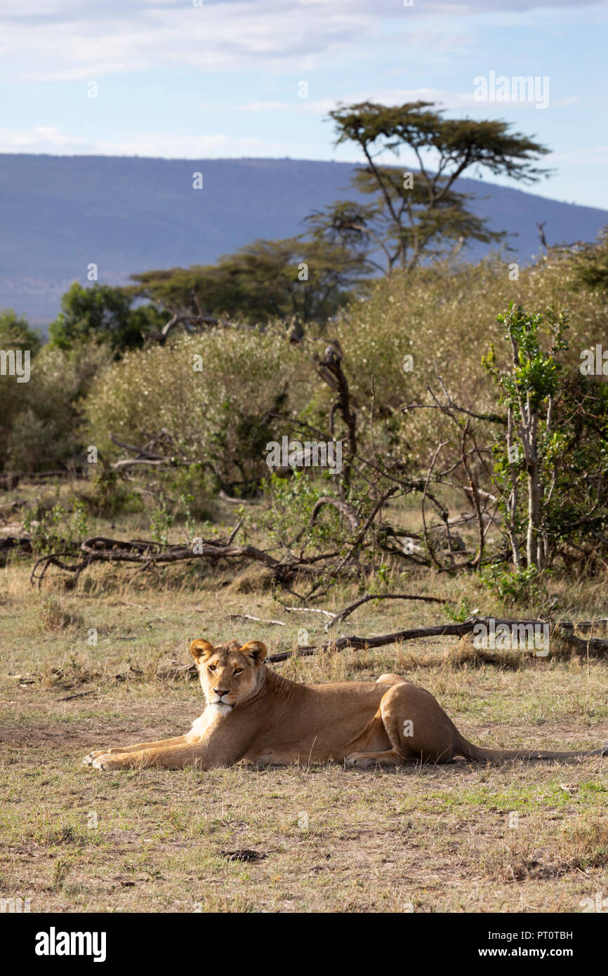 Il Masai Mara riserva nazionale, Kenya, Africa - Leonessa sdraiato in inizio di mattina di sole con paesaggio africano dietro in Na Foto Stock