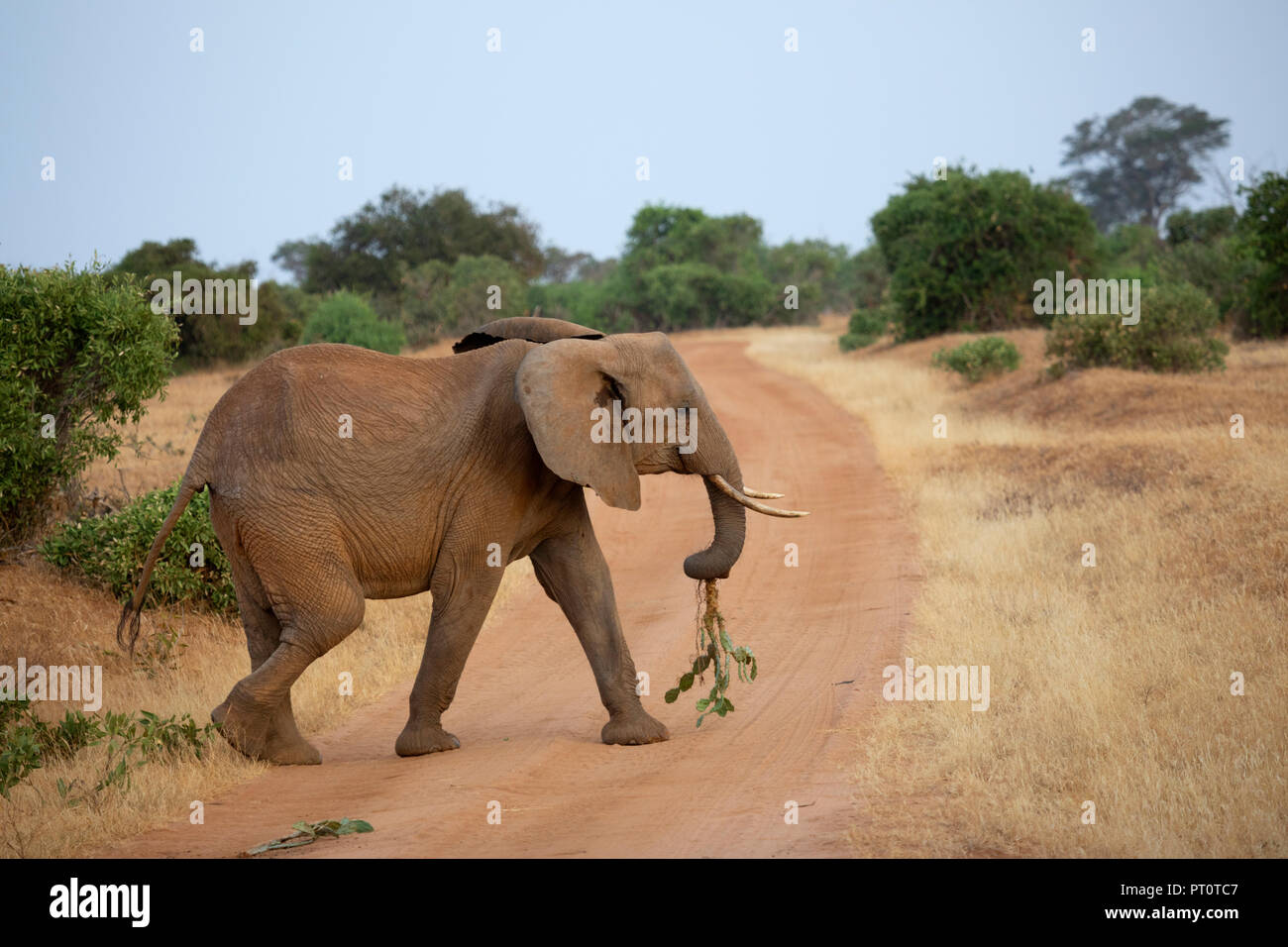 Parco nazionale orientale di tsavo, Kenya, Africa: adulto dell' elefante africano attraversando la via che porta un cactus nel tronco Foto Stock