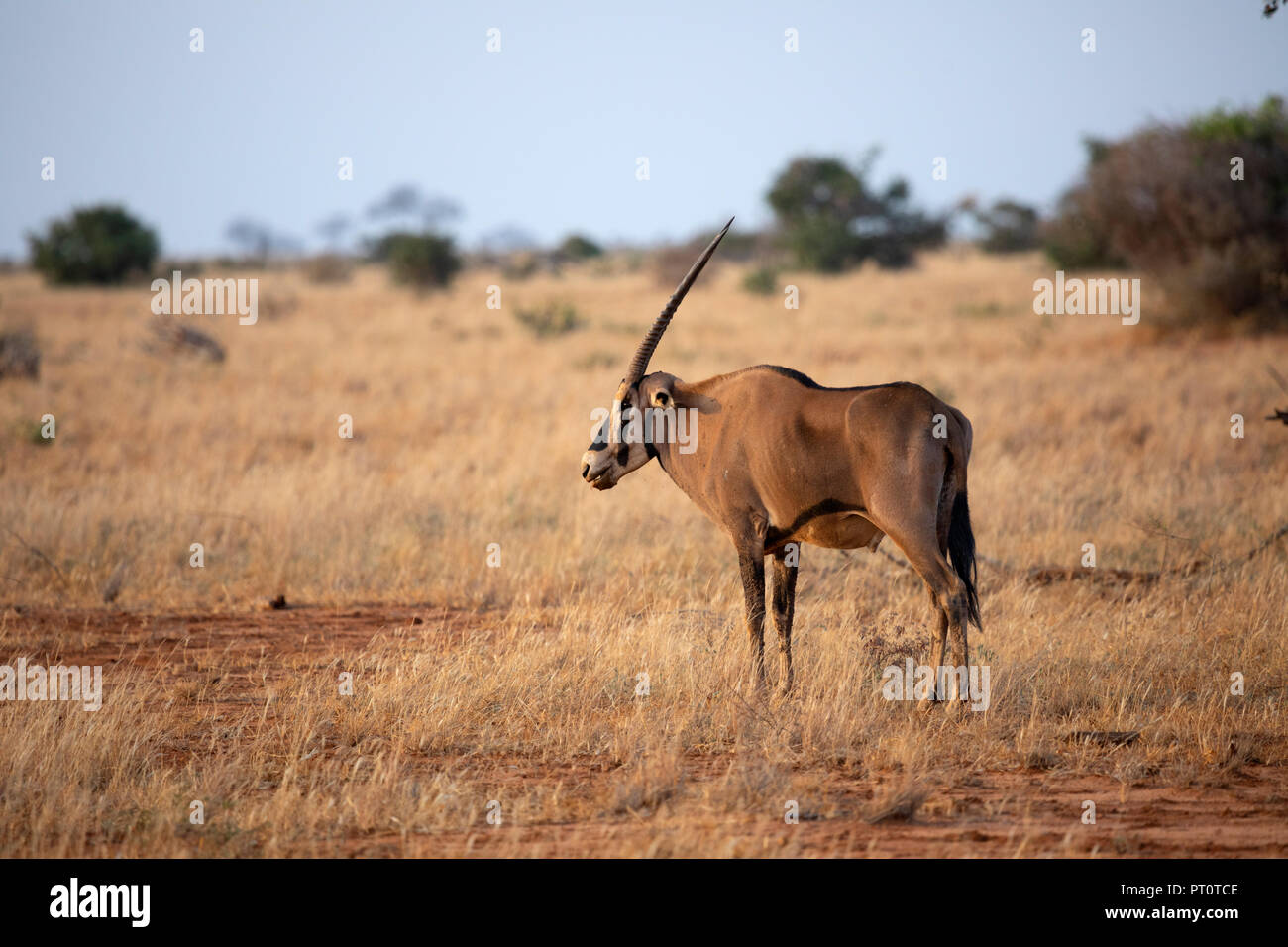 Parco nazionale orientale di tsavo, Kenya, Africa Foto Stock