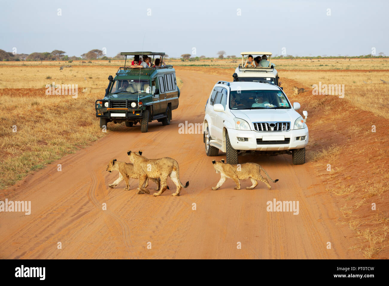 Parco nazionale orientale di tsavo, Kenya, Africa - 25 febbraio 2018: un orgoglio dei leoni attraversare una via e arresto di jeep safari Foto Stock