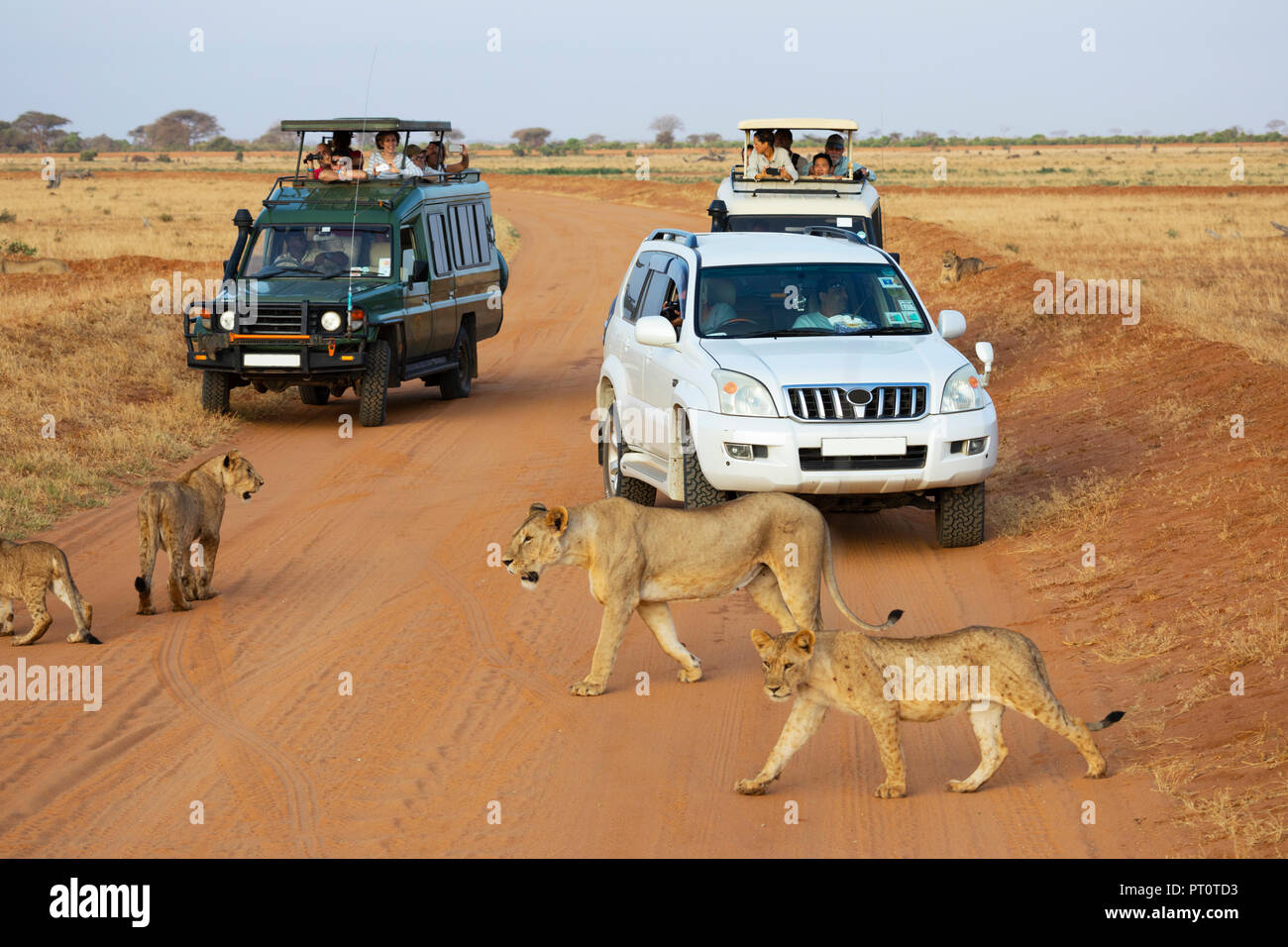 Parco nazionale orientale di tsavo, Kenya, Africa - 25 febbraio 2018: un orgoglio dei leoni attraversare una via e arresto di jeep safari Foto Stock
