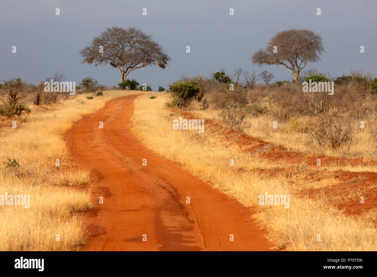 Parco nazionale orientale di tsavo, Kenya, Africa: rosso su strada sterrata avvolgimento attraverso la savana secca con alberi di acacia sull orizzonte nel tardo pomeriggio sun Foto Stock