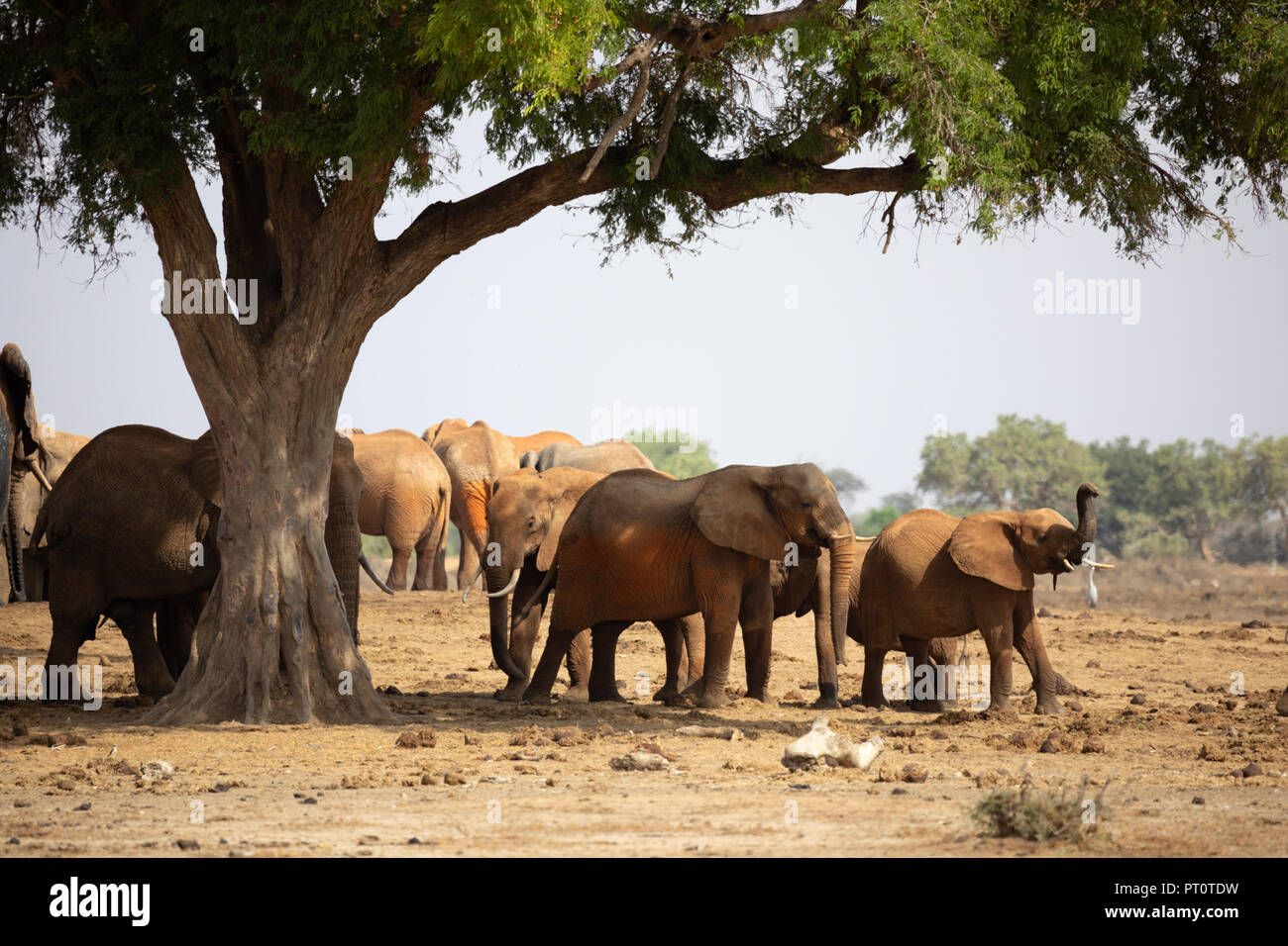 Parco nazionale orientale di tsavo, Kenya, Africa: un branco di elefanti africani in piedi sotto l'ombra di un albero a Savannah in aftern Foto Stock