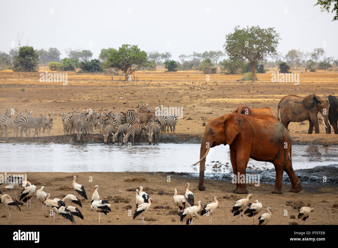 Parco nazionale orientale di tsavo, Kenya, Africa: un branco di elefanti africani e Zebra in corrispondenza di un foro di irrigazione sulla savana secca in afternoo Foto Stock