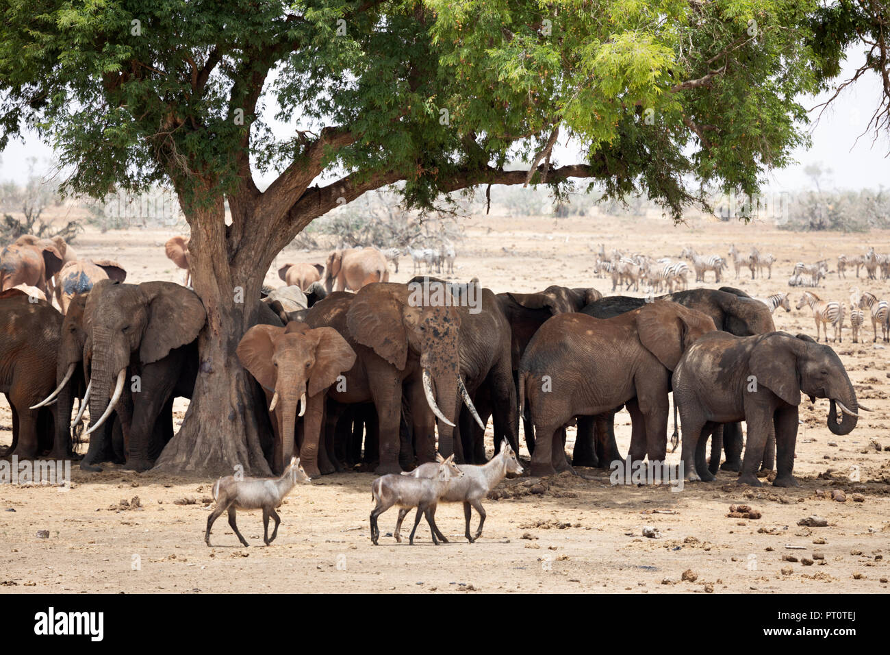 Parco nazionale orientale di tsavo, Kenya, Africa - un branco di elefanti africani in piedi sotto l'ombra di un albero a Savannah in aftern Foto Stock